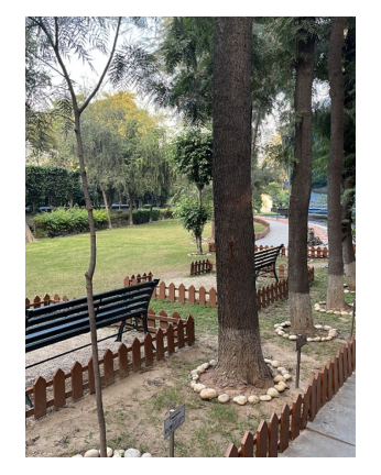 garden with trees